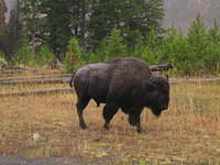 Bison in Yellowstone National Park