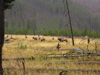 Elk in Yellowstone
