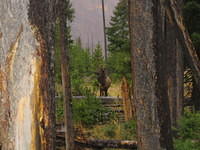 Young bull elk