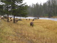 More elk by the Madison River