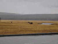 Bison in the meadow