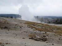 This elk strolled a bit to close to Old Faithful
