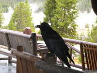 a huge raven