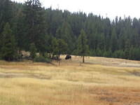 A Bison in Lower Geyser Basin
