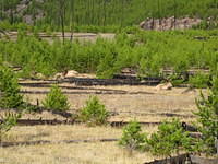 Elk in the field