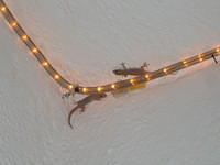 Geckos on the patio