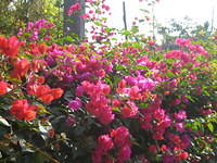 IMG_5279.jpg