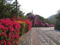 Beautiful bougainvillea
