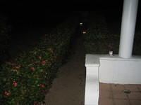Here come the raccoons