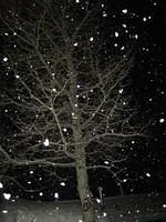 IMG_6932.jpg