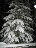 IMG_6945.jpg